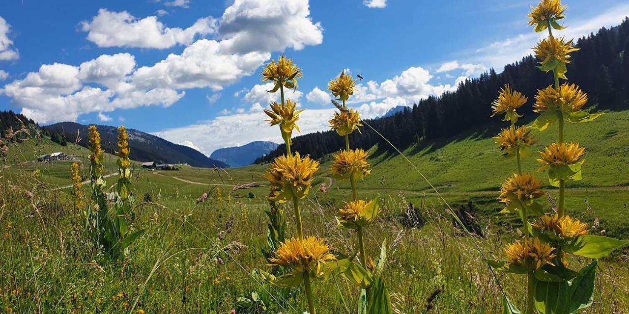 Gite Les Lanfiannes Thorens-Glieres Bagian luar foto