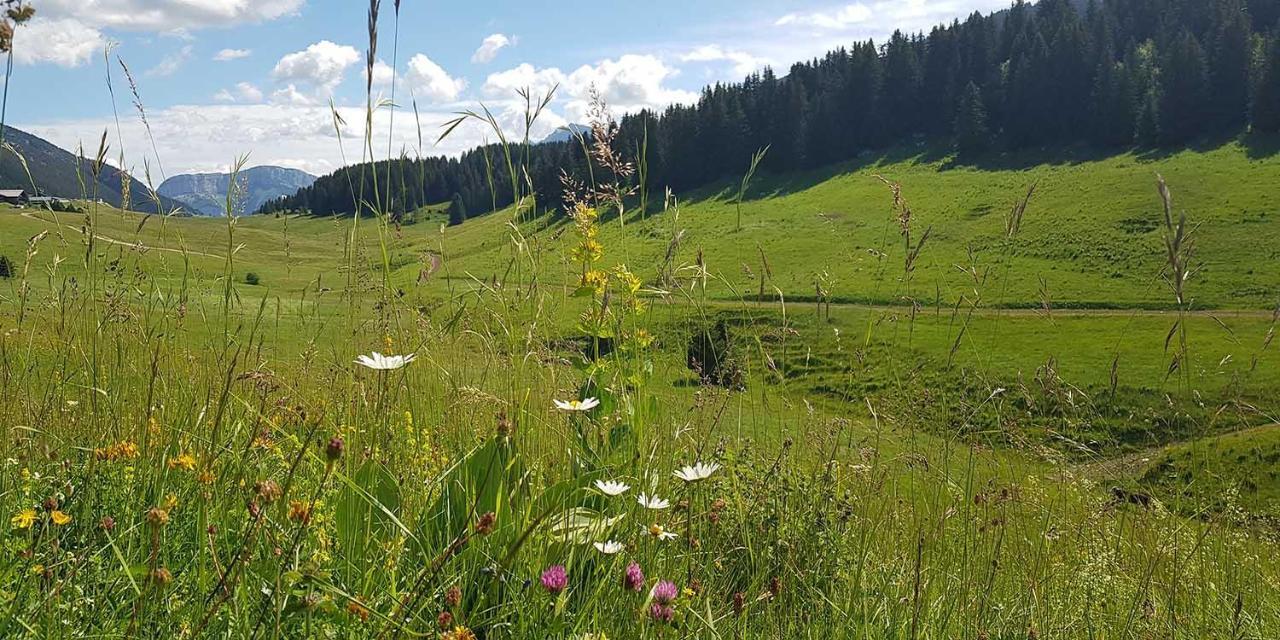 Gite Les Lanfiannes Thorens-Glieres Bagian luar foto